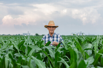 Wall Mural - Portrait of senior farmer standing in corn field.