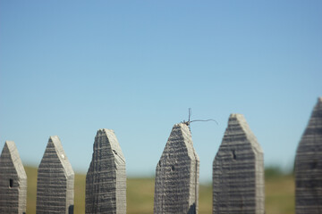 Wooden fence