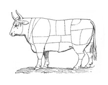 Bull With The Line Of Cutting For The Butcher / Vintage And Antique Illustration From Petit Larousse 1914	