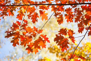 Canvas Print - Autumn park red oak foliage tree branch on blurred background. Fall season bright colors nature landscape