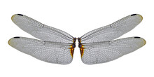 Dragonfly Wings Isolated On A White