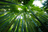 Fototapeta Sypialnia - 鎌倉の竹林
