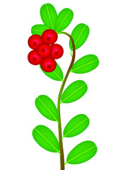 Canvas Print - A branch with berries and leaves of lingonberry.