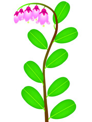 Canvas Print - A branch with flowers and leaves of lingonberry.