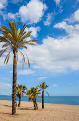 Canvas Print - Empty Beach With Palm Trees And The Sea