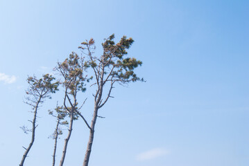 海沿いの木々と綺麗な空