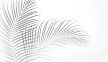 Abstract Black White Background With Palm Leaves Shadow. Minimal Summer Concept.