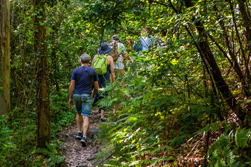 rear view of a group of tourists walking along a path in a green forest, hiking