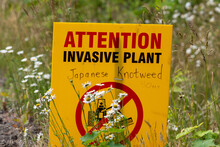 Attention Sign For Invasive Plant Japanese Knotweed In Canada