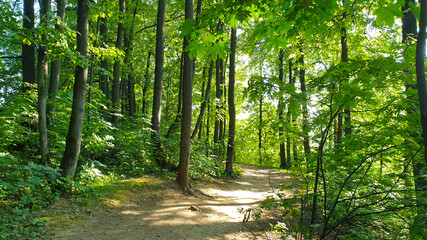  Footpath in a beautiful green forest. Summer is a sunny day.