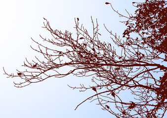 Wall Mural - Vector image of silhouettes oak tree branches against blue sky in autumn season