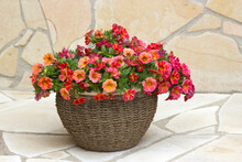 Pot With Petunia Flowers