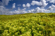 Helgoland - Üppig grüne Landschaft mit blauem Himmel und weißen Wolken.