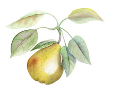 Yellow Pear With Green Leaves Vintage Watercolor Botanical Illustration Isolated On A White Background