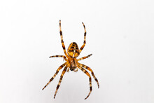European Garden Spider Araneus Diadematus Male