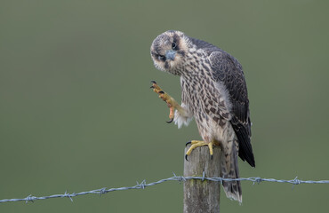 Wall Mural - Peregrine Falcon Perched