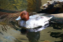 A Brown And White Duck Swimming On The Water