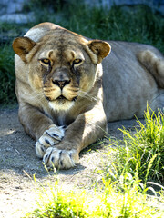 Wall Mural - A female Barbary Lion, Panthera leo leo, lies on a green lawn and observes the surroundings