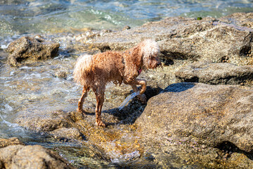 Sticker - dog on the beach