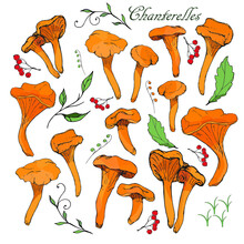 A Set Of Doodles Of Mushrooms And Plants. Chanterelles, Orange Mushroom Caps, Leaves, Berries.