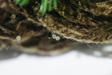 Wall Mural - Top view angle of goldfish freshly-laid eggs on spawning mop