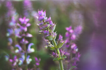 Close up of purple sage flower