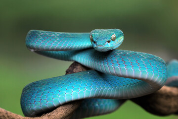 Wall Mural - Viper snakes look around for prey on branch, Blue insularis snake