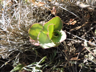 Wall Mural - green succulent in the meadow