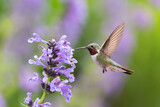 Hummingbird in the wild