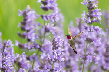 Wall Mural - Hummingbird in the wild