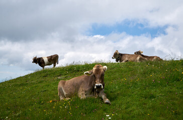 Cows on alpine meadow in bavaria