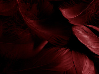Beautiful abstract white and red feathers on black background and soft white feather texture on red pattern and red background, pink feather background, red banners