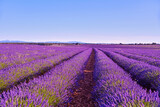 Fototapeta Lawenda - Briuhega, Spain: 07.04.2020; The landscape of blossoming  rows  of  lavender field