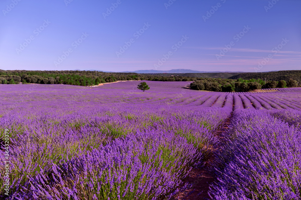 Briuhega, Spain: 07.04.2020; The landscape of beautiful extended lavender field - obrazy, fototapety, plakaty 