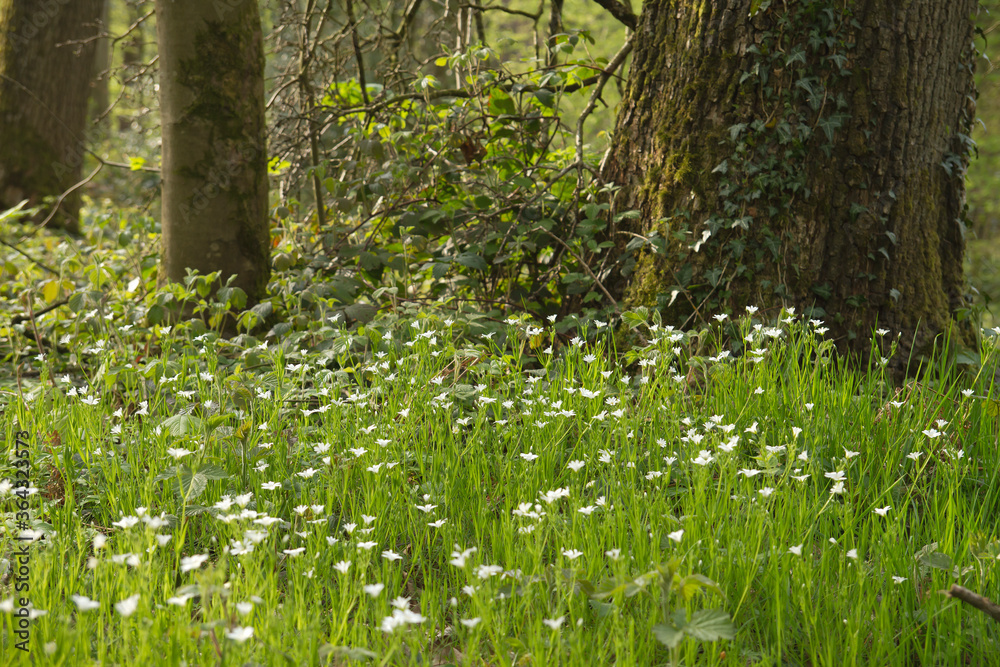 detail of woodland in spring - obrazy, fototapety, plakaty 