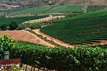 Vineyard in South Africa