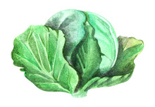 Watercolor Image Of Green Leafy Cabbage Isolated On White Background. Hand Drawn Sketch Of Cruciferous Crops. Botanic Illustration Of Garden Vegetable. Healthy Vegan Food