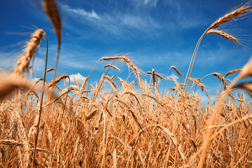 Rye ears close up. Rye field in a summer day. Harvest concept