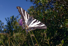 Southern Scarce Swallowtail (Iphiclides Feisthamelii)