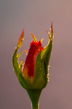 Rose Bud At Dawn. Macro Photo. Drops On The Leaves And Rose Bud. Drops Of Dew On A Rose Bud. Raindrops. Beautiful Lighting Of A Rosebud. Bokeh