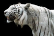 white tiger in the wild side view black background