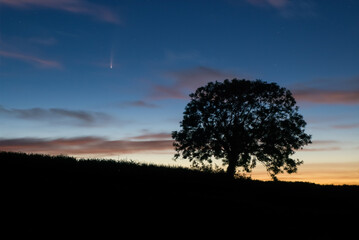 Wall Mural - comet c/2020 f3 (neowise) shining in the dawn skies in the fields with beautiful sky and ash tree si