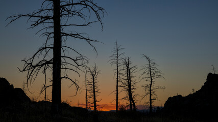 Pine trees burned by 2012 Hewlett Gulch Wildfire at Greyrock near Fort Collins, Colorado, silhouette against sunset sky.