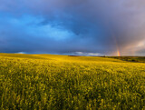 Fototapeta Krajobraz - Spring rapeseed and small farmlands fields after rain evening view, cloudy sunset sky with colorful rainbow, rural hills. Natural seasonal, weather, climate, eco, farming, countryside beauty concept.