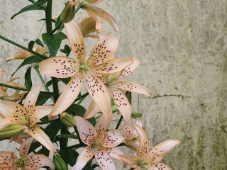  bouquet of lilies