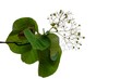 © Oradige59 - Golden teak tree leaves with branches on white isolated background for green foliage backdrop and copy space