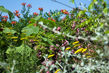 Wall Mural - Flowers in field