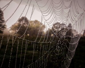 Dewed Web