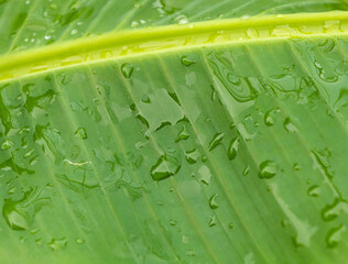 Background banana leaf close up, natural banana leaf