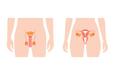 Sticker - Reproductive system concept